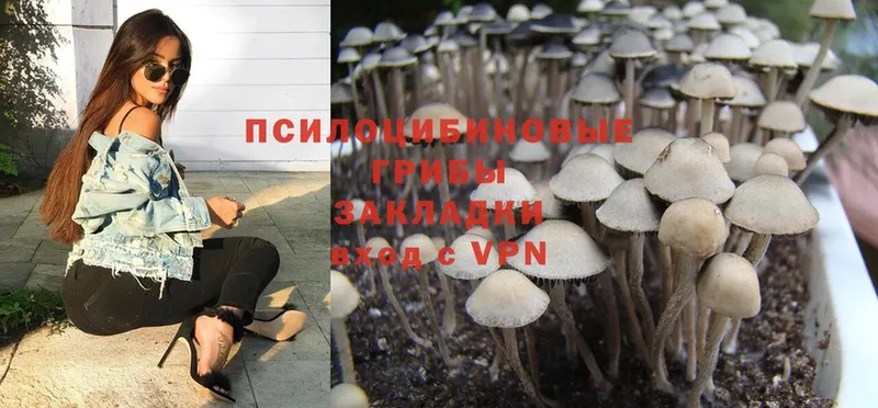 сколько стоит  Берёзовский  Галлюциногенные грибы Magic Shrooms 